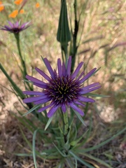 Tragopogon porrifolius