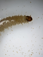 Vitula serratilineella