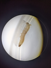 Vitula serratilineella