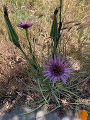 Tragopogon porrifolius