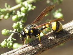 Eumenes coronatus