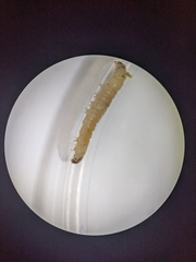 Vitula serratilineella