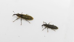 Lixus filiformis