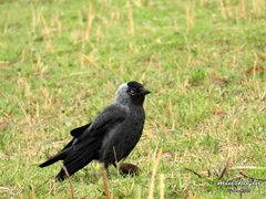 Corvus monedula