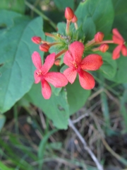 Ruspolia hypocrateriformis
