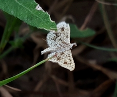 Nausinoe geometralis