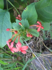 Ruspolia hypocrateriformis