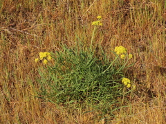 Lomatium triternatum brevifolium