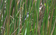 Sporophila telasco