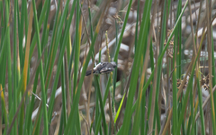 Sporophila telasco