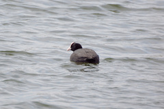 Fulica atra