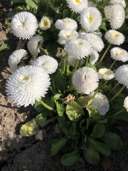 Bellis perennis