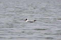 Chroicocephalus ridibundus