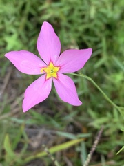 Sabatia grandiflora
