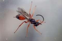 Ichneumonidae