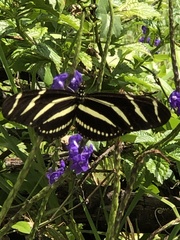 Heliconius charithonia