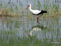Ciconia ciconia