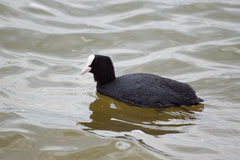 Fulica atra