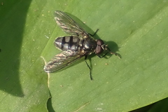 Portevinia maculata