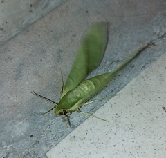 Xylophanes tyndarus