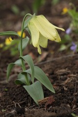 Fritillaria pallidiflora