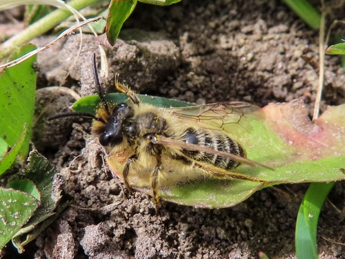 Yellow-legged Mining Bee, 9718 MS Groningen, Netherlands, photo 5 of 10