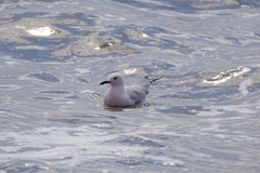 Chroicocephalus genei