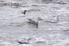 Chroicocephalus genei