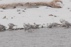 Larus brachyrhynchus