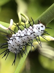 Heliconius charithonia