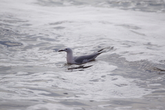 Chroicocephalus genei