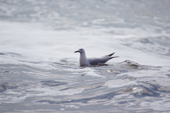 Chroicocephalus genei
