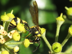 Eumenes coronatus
