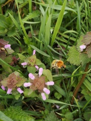 Bombus
