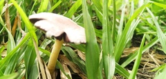 Agaricaceae