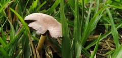 Agaricaceae