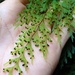 Drooping Filmy Fern - Photo (c) bbi2, some rights reserved (CC BY-NC), uploaded by bbi2