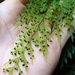 Hymenophyllum demissum - Photo 由 bbi2 所上傳的 (c) bbi2，保留部份權利CC BY-NC