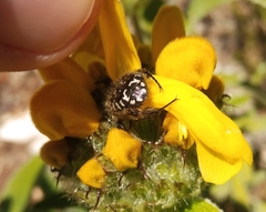Oxythyrea funesta