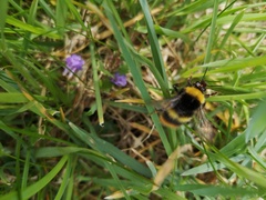 Bombus