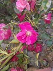 Rosa