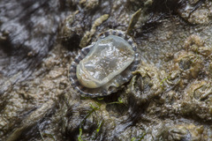 Siphonaria guamensis