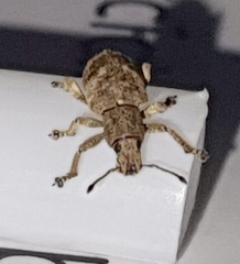 Eudiagogini