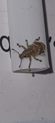 Eudiagogini