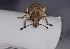Eudiagogini