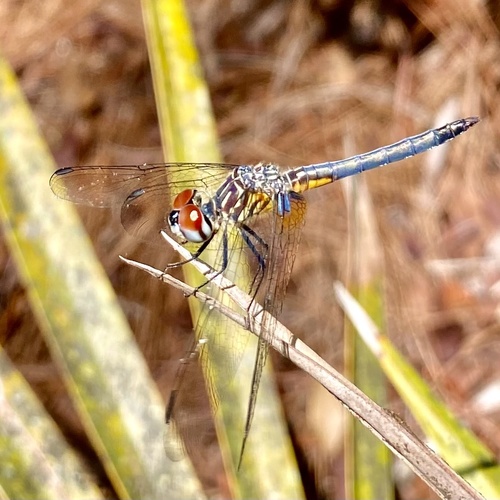 Blue Dasher, photo 7 of 9