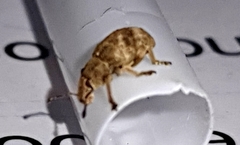 Eudiagogini
