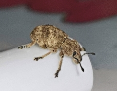 Eudiagogini