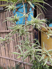 Chlorophytum comosum