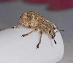 Eudiagogini